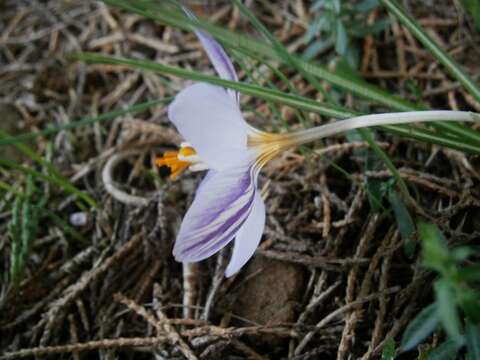 صورة Crocus laevigatus Bory & Chaub.