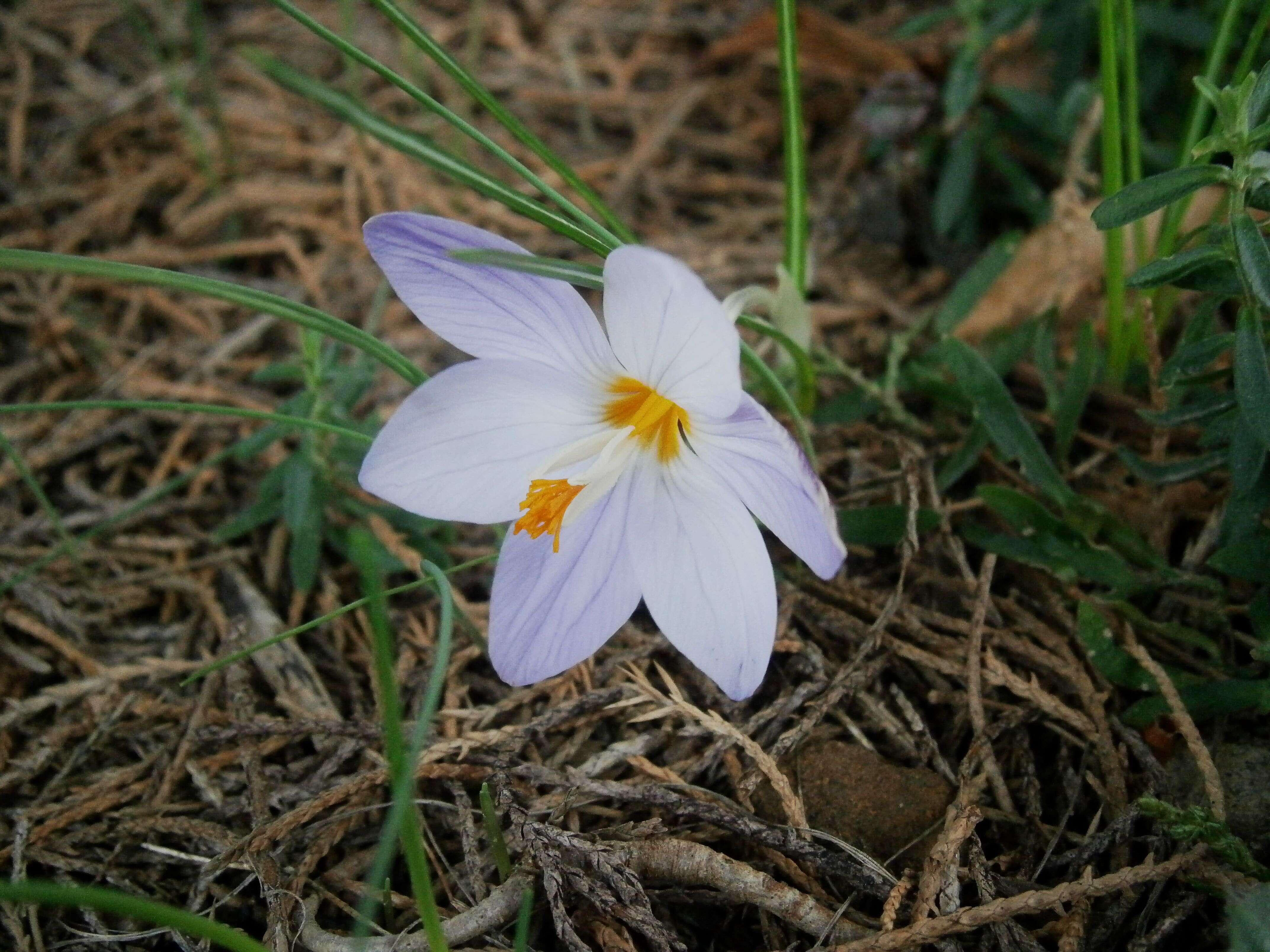 Image of smooth crocus