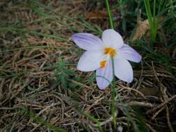 Image of smooth crocus