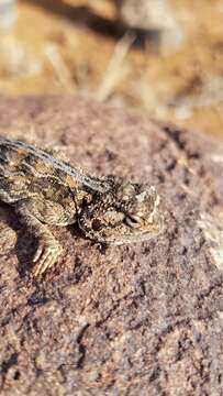 Image of Agama aculeata aculeata Merrem 1820