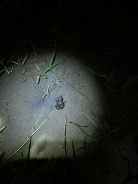 Image of Beeping Froglet