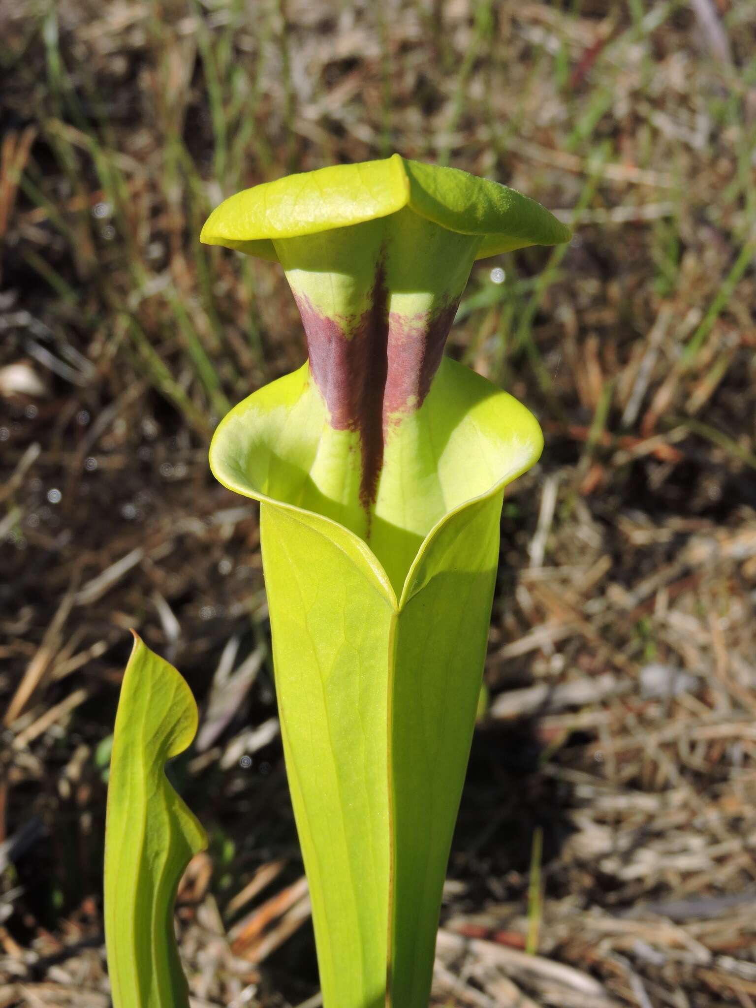 Image of Sarracenia flava var. rugelii (Shuttlew. ex DC.) Mast.