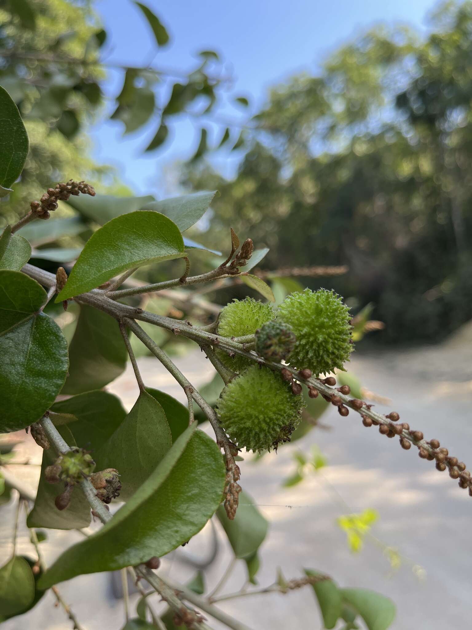 Image of Croton arboreus Millsp.