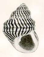 Image of Alcyna subangulata