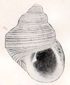 Image of Alcyna subangulata