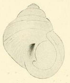 Image of Alcyna subangulata