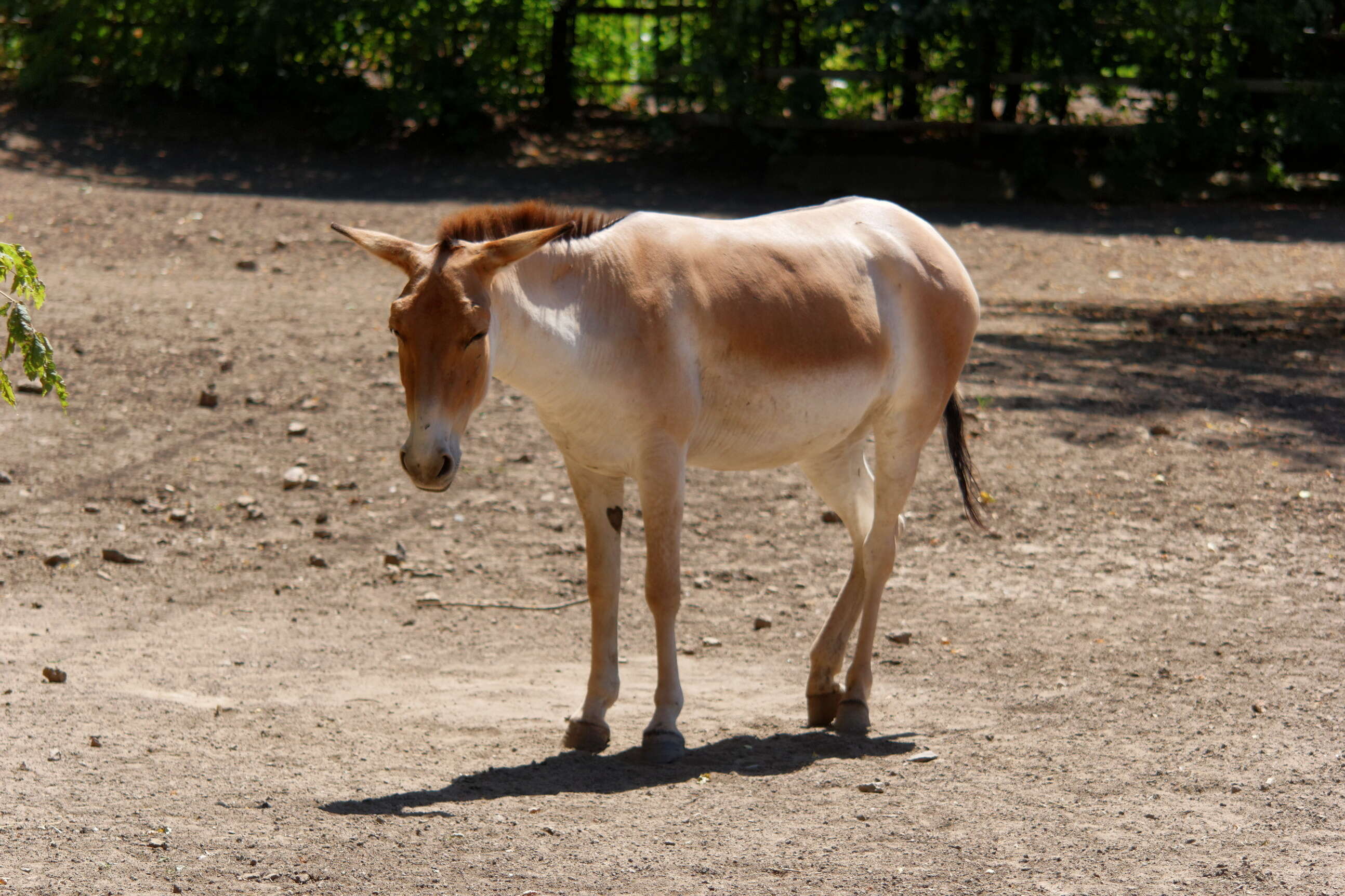 صورة Equus hemionus onager Boddaert 1785