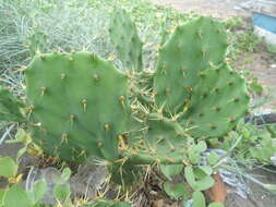 Image of Opuntia dillenii