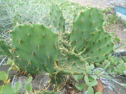 Image of Opuntia dillenii