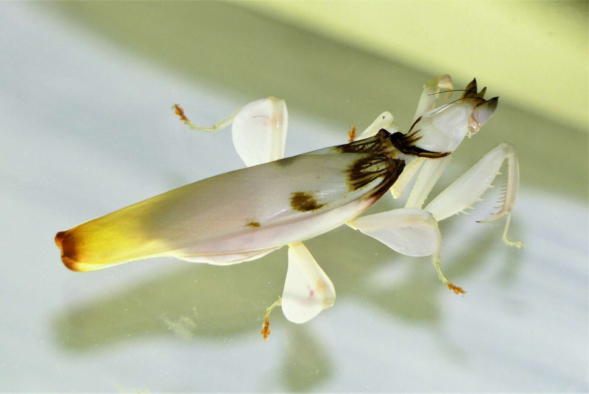 Image of Orchid mantis