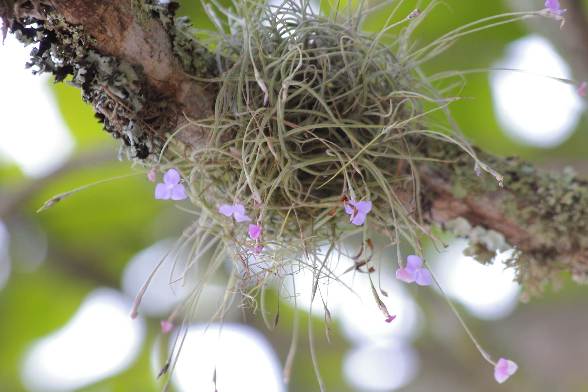 Image of Tillandsia mallemontii Glaz. ex Mez