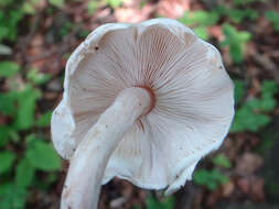 Слика од Lepiota cristata (Bolton) P. Kumm. 1871