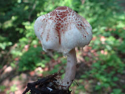 Слика од Lepiota cristata (Bolton) P. Kumm. 1871