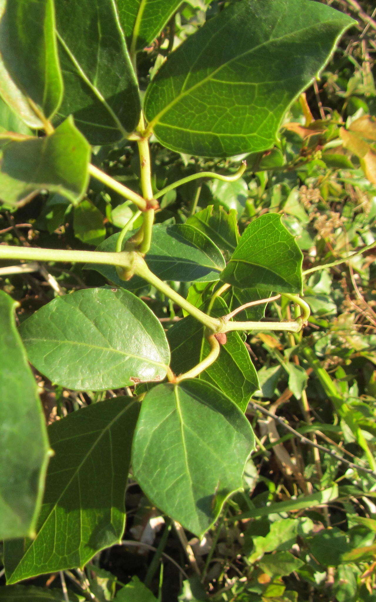 Plancia ëd Rhoicissus rhomboidea (E. Mey. ex Harv.) Planch.