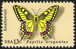 Image of Papilio machaon oregonius