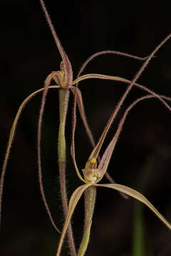 Image of Caladenia flaccida D. L. Jones