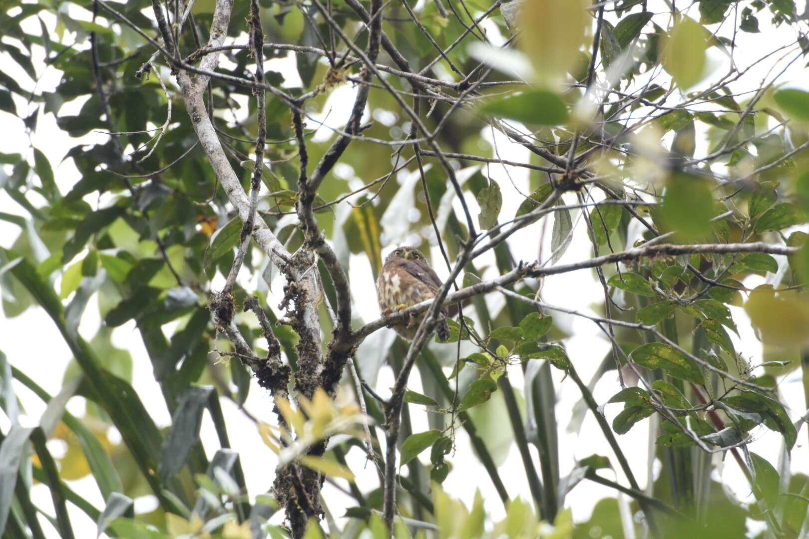 Image of Cloud-forest Pygmy Owl