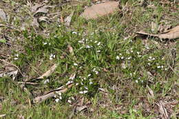 Image of Scaevola albida (Smith) Druce