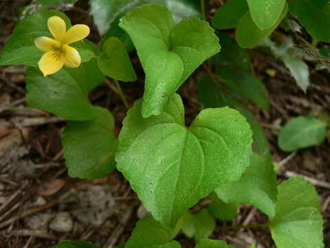 Image of Pioneer Violet