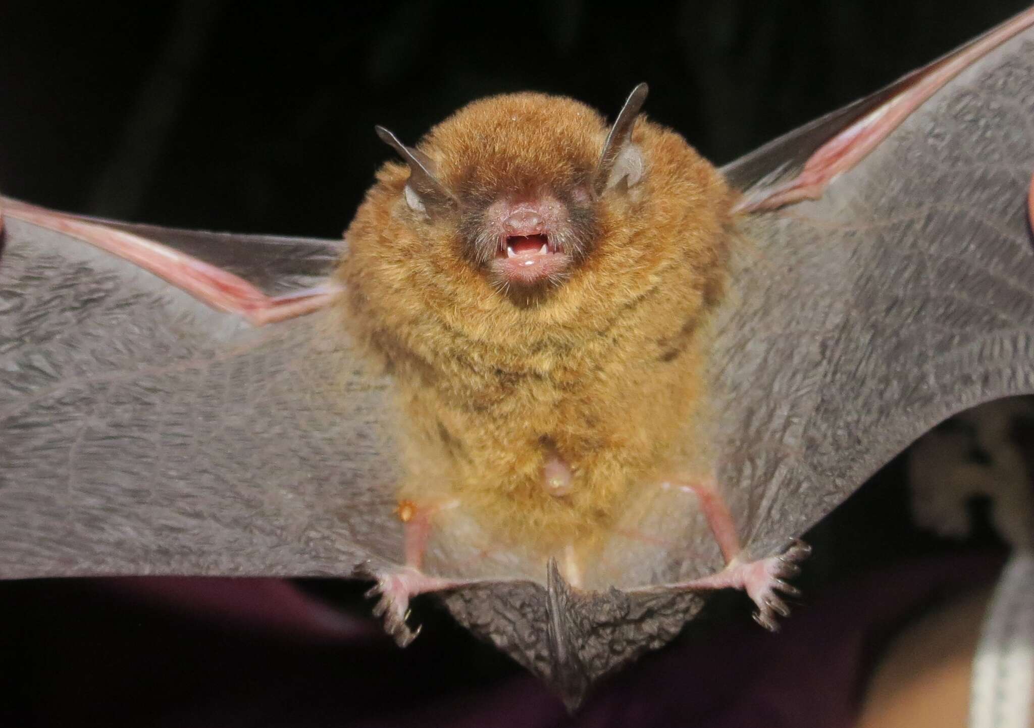 Plancia ëd Myotis nigricans (Schinz 1821)