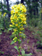 Image of Buckley's goldenrod