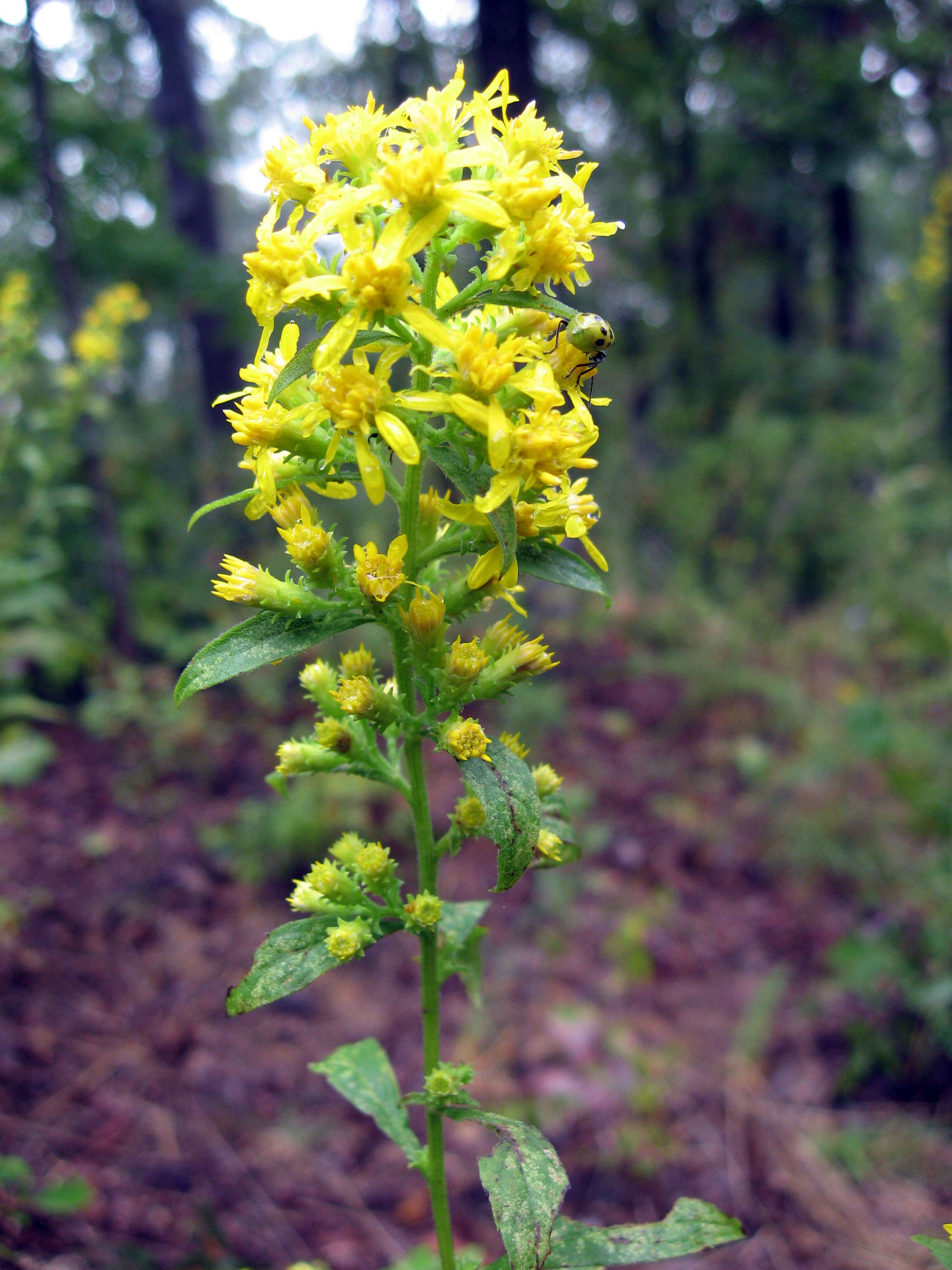 Image of Buckley's goldenrod