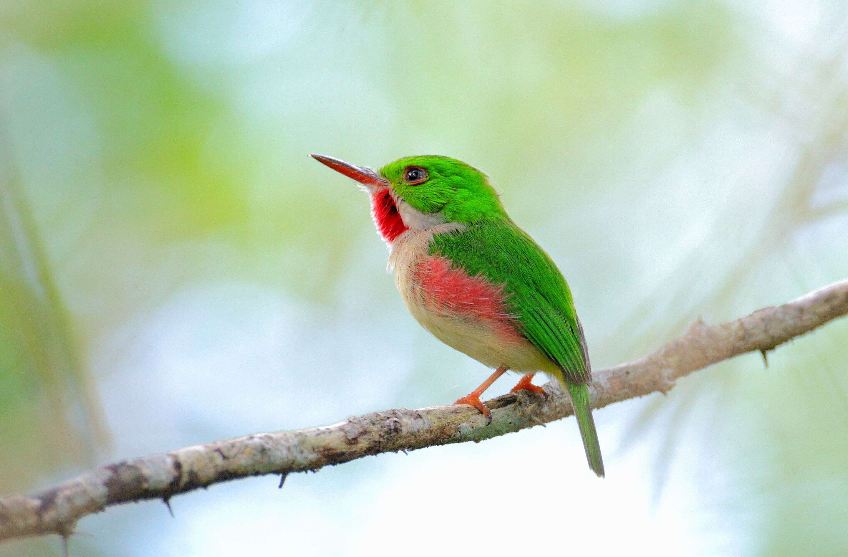 Image of Broad-billed Tody