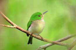 Image of Broad-billed Tody