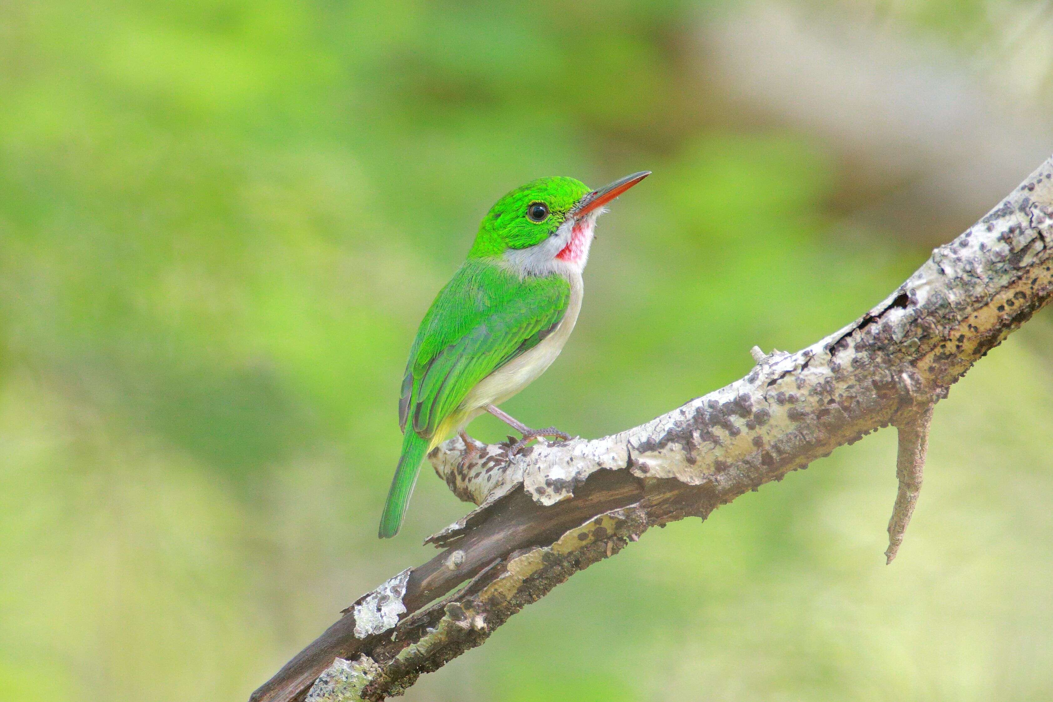 Image of Broad-billed Tody