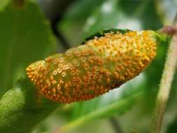 Image of Puccinia bouvardiae Griffiths 1902