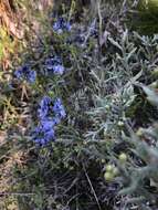 Image of Polygala gnidioides Willd.