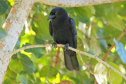 Image of White-necked Crow