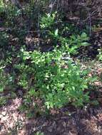 Image of Hairy-Twig Huckleberry