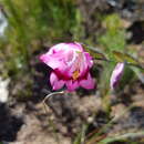 Image de Gladiolus inflatus (Thunb.) Thunb.