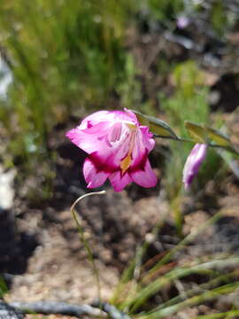 Слика од Gladiolus inflatus (Thunb.) Thunb.