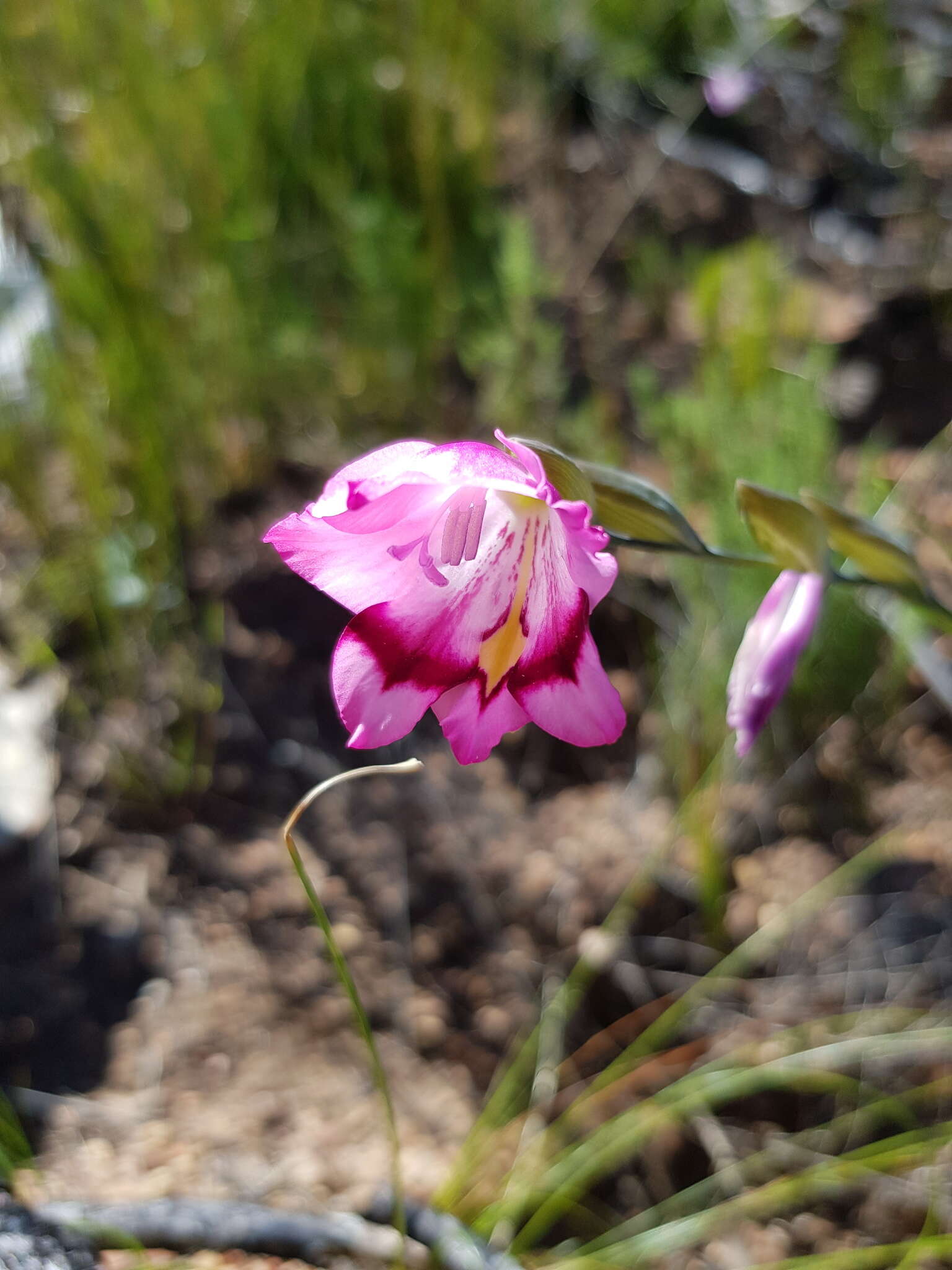 Imagem de Gladiolus inflatus (Thunb.) Thunb.