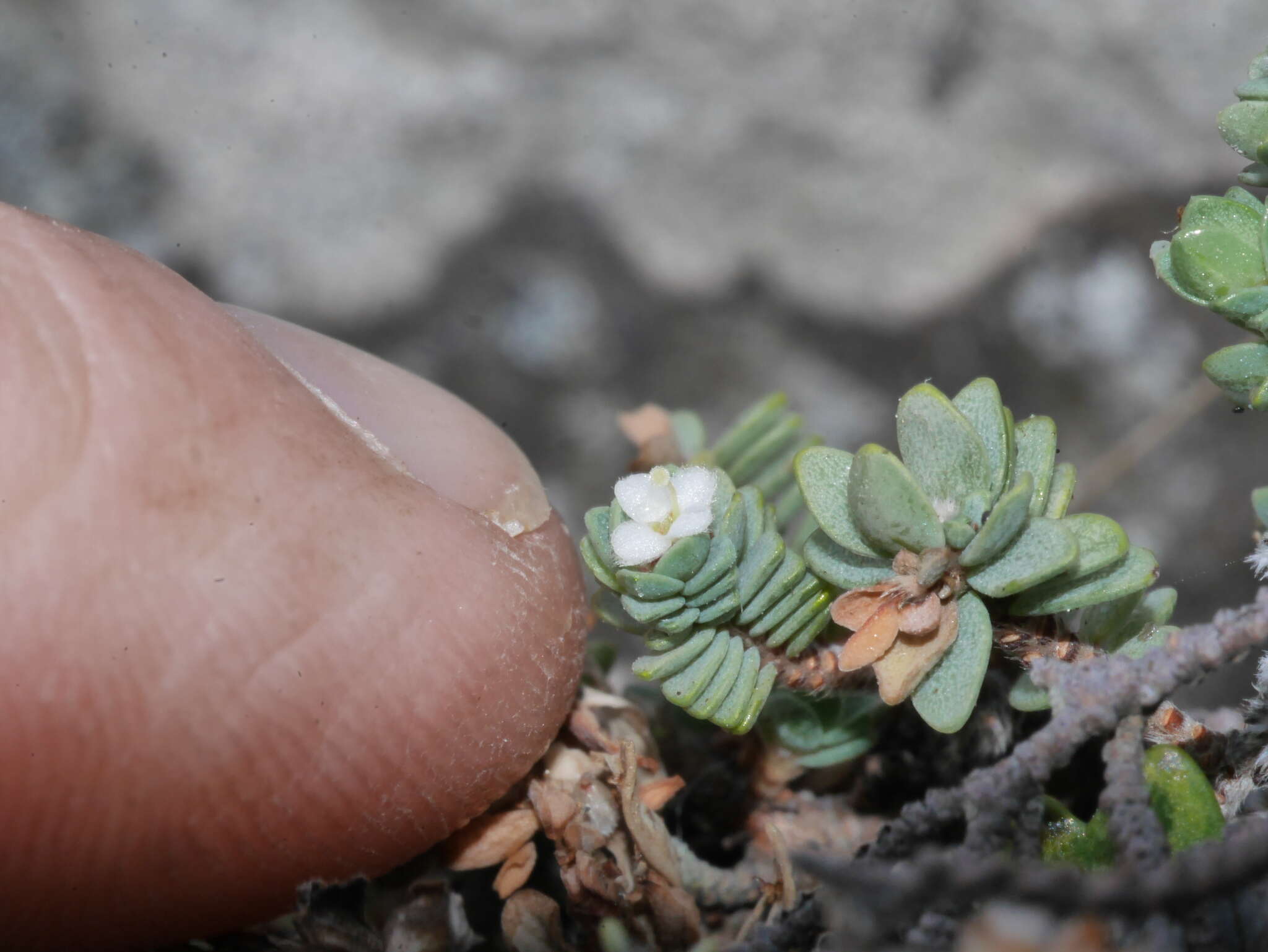 Image of Pimelea prostrata subsp. seismica C. J. Burrows