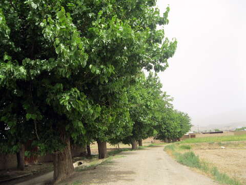 Image of white mulberry