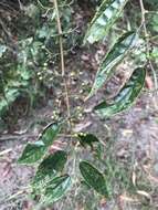 Image of peach-leaved poison bush