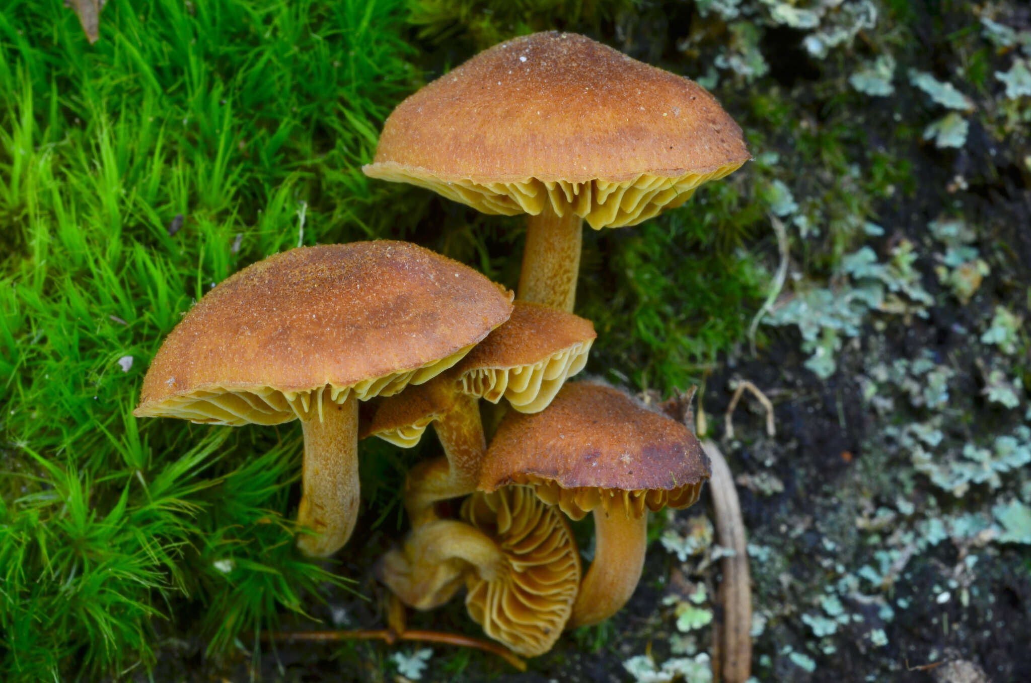 Gymnopilus picreus (Pers.) P. Karst. 1879 resmi