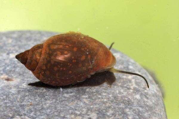 Image of acute bladder snail