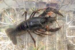 Image de Procambarus clarkii