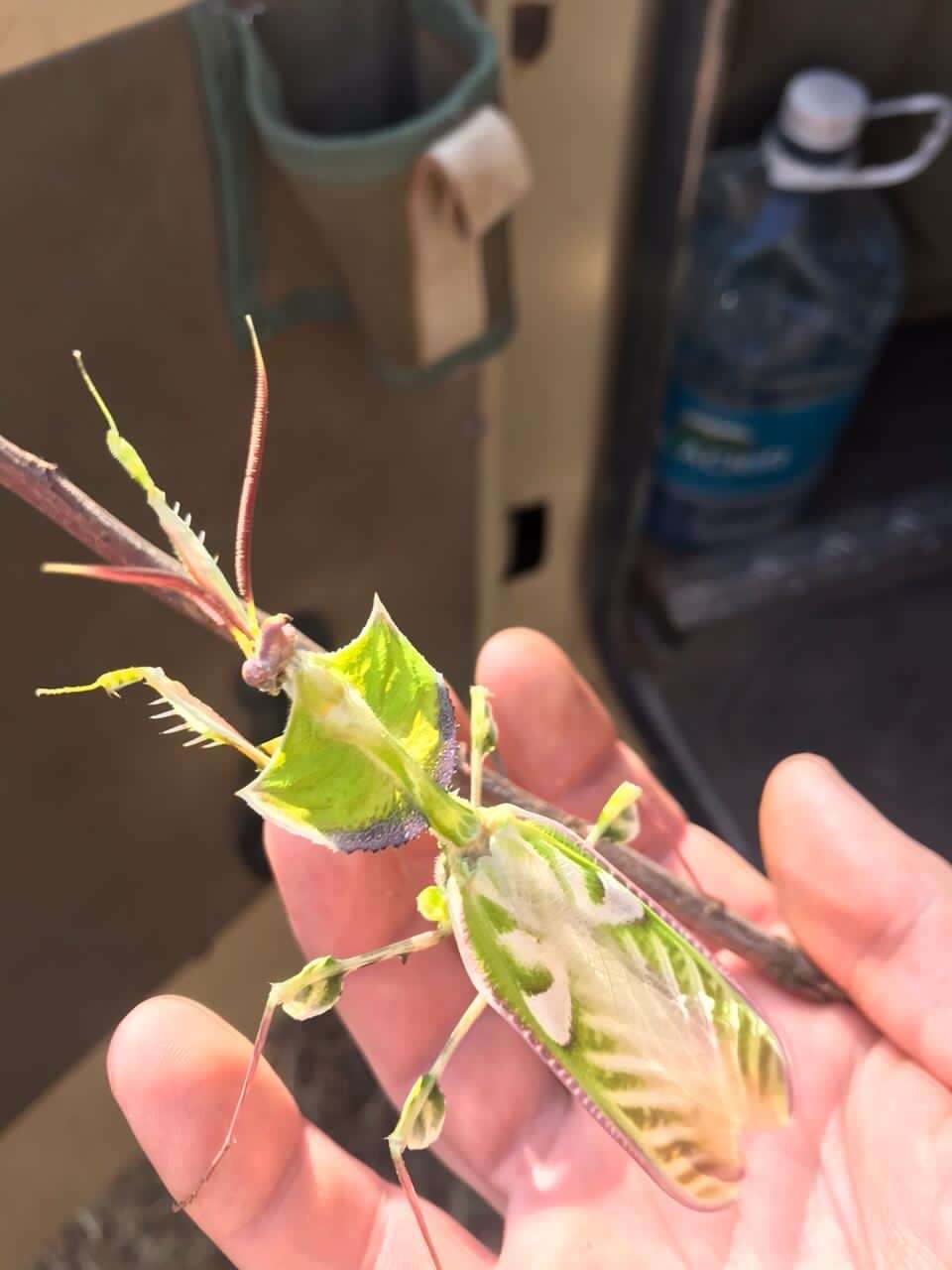 Image of giant devil's flower mantis