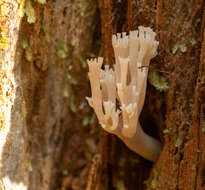 Image of Artomyces piperatus (Kauffman) Jülich 1982