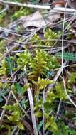 Image of Golden Tundra-moss