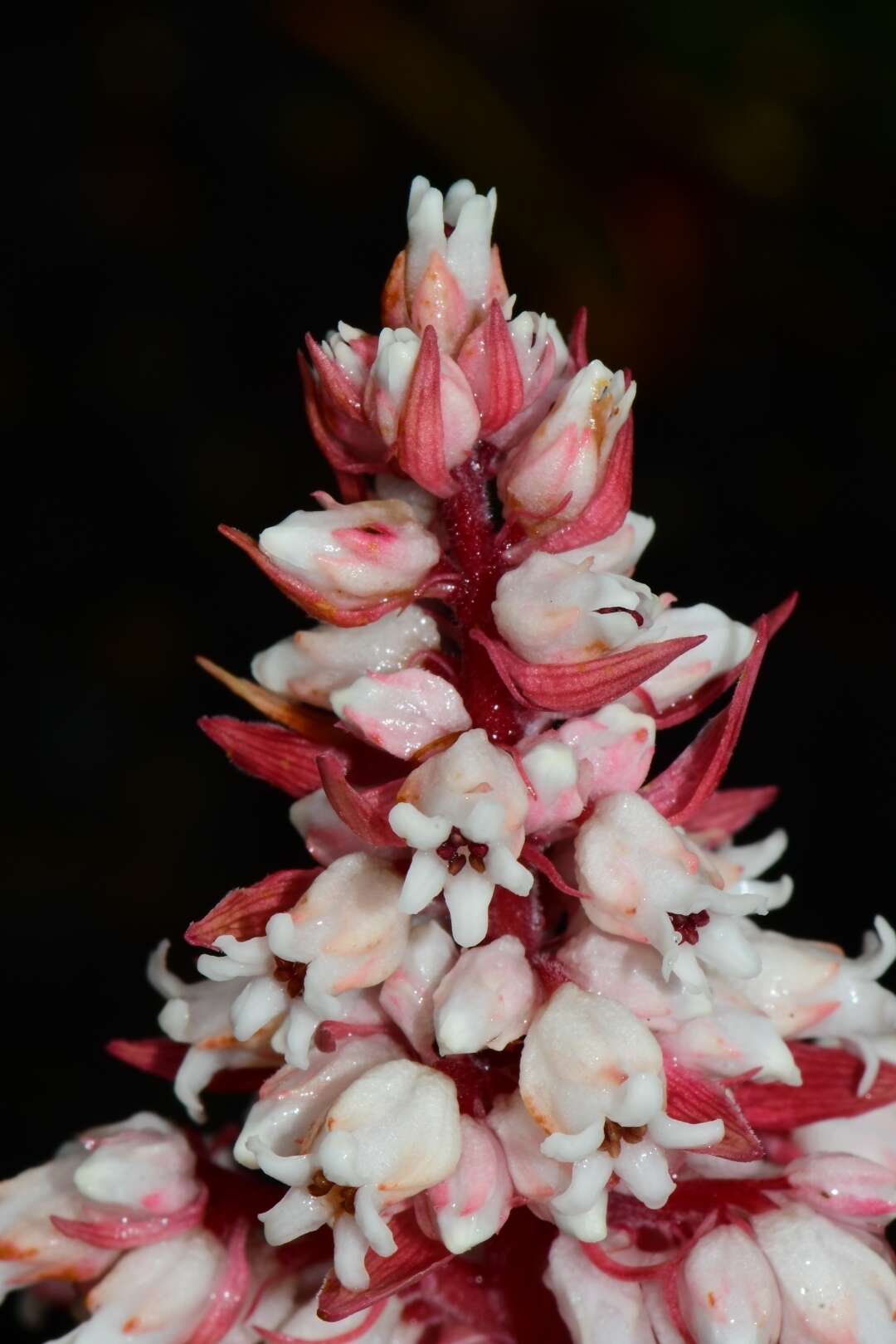 Image of Dracophyllum milliganii Hook.