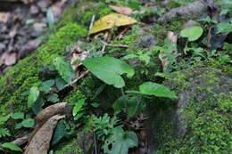 Imagem de Asarum caudigerum Hance