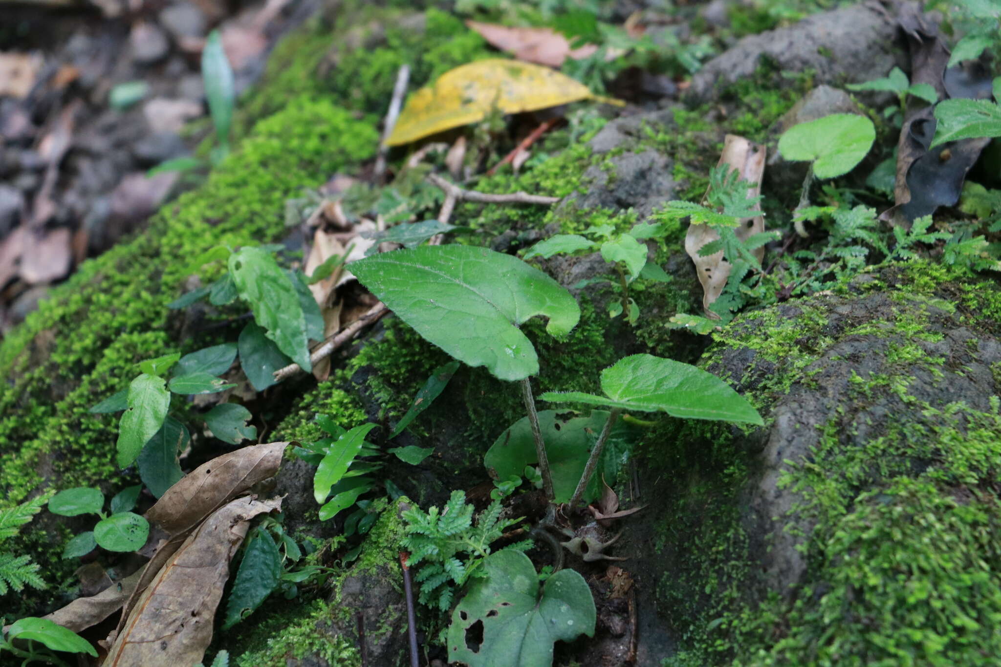 Imagem de Asarum caudigerum Hance