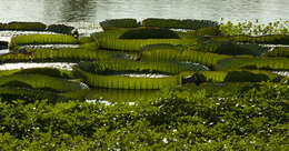 Image of Santa Cruz water-lily