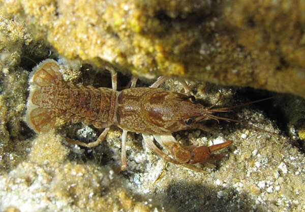 Image of Procambarus virginalis